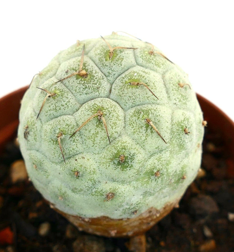 Tephrocactus geometricus BROWN SPINES