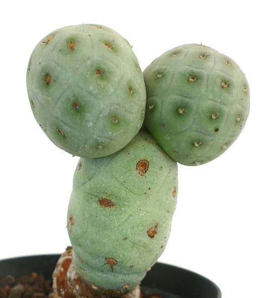 Tephrocactus geometricus