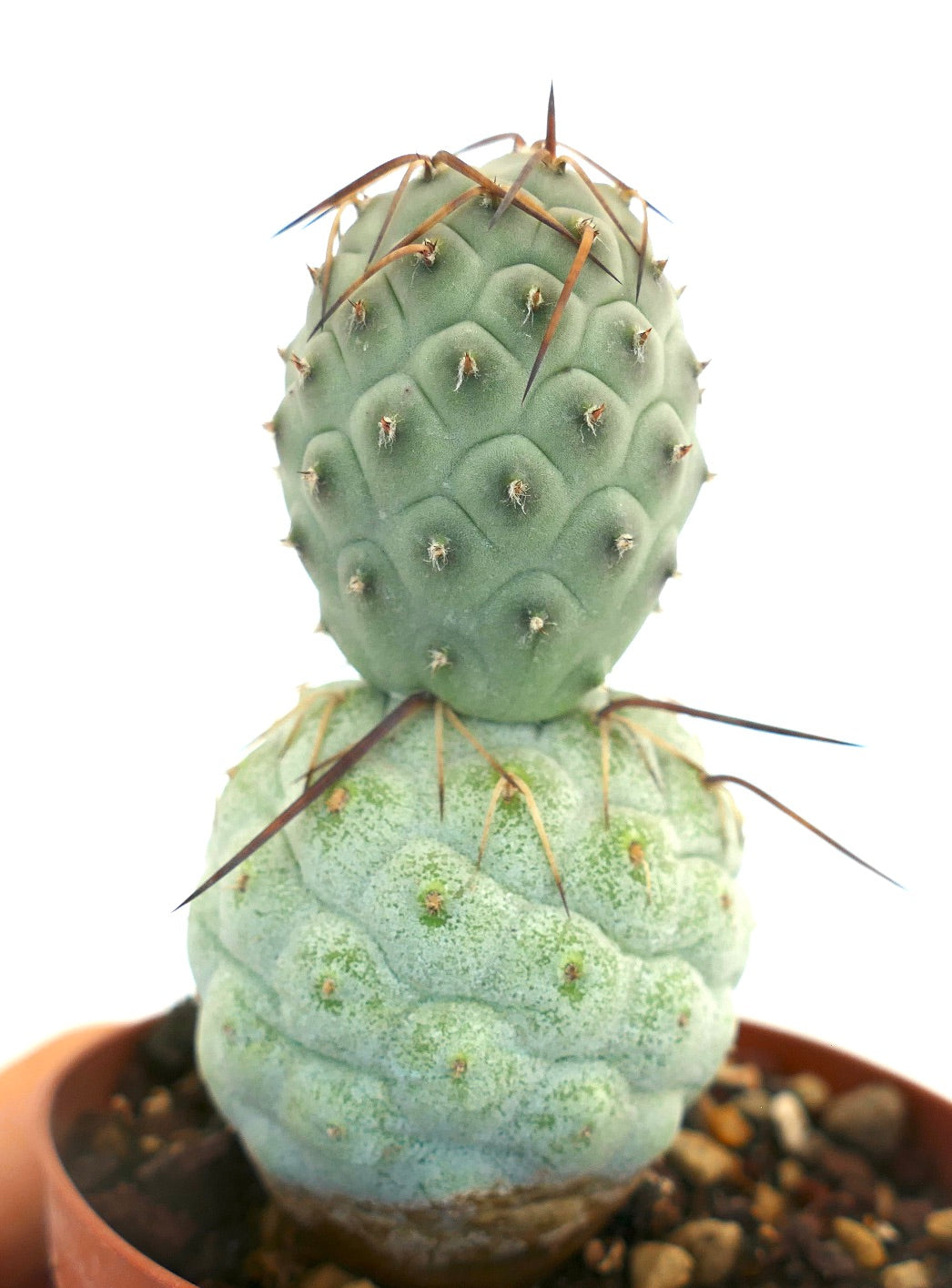 Tephrocactus geometricus BROWN SPINES