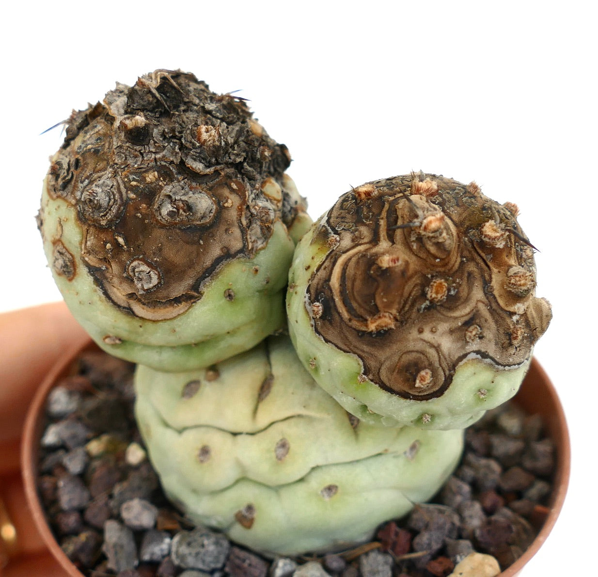 Tephrocactus geometricus