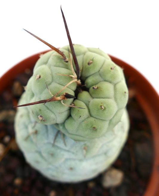 Tephrocactus geometricus BROWN SPINES