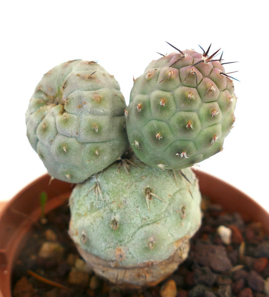 Tephrocactus geometricus BROWN SPINES