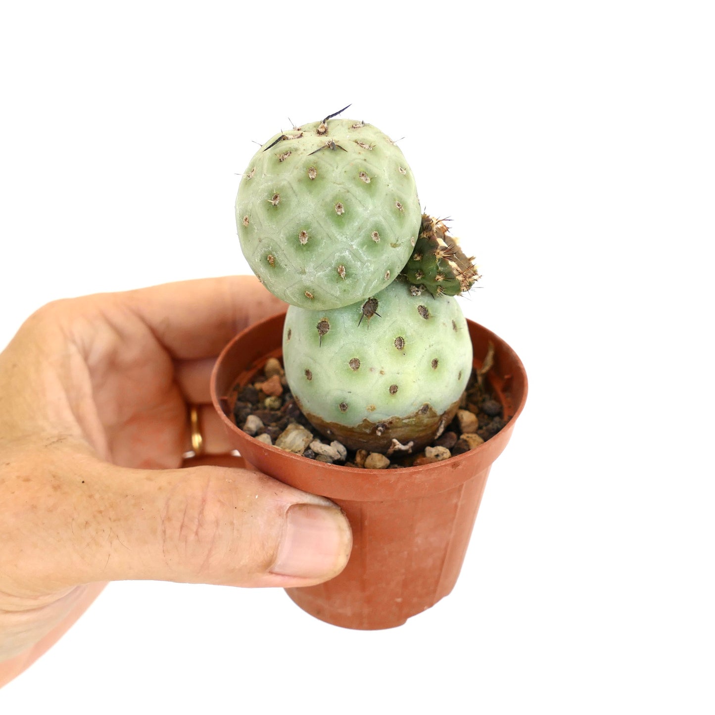 Tephrocactus geometricus