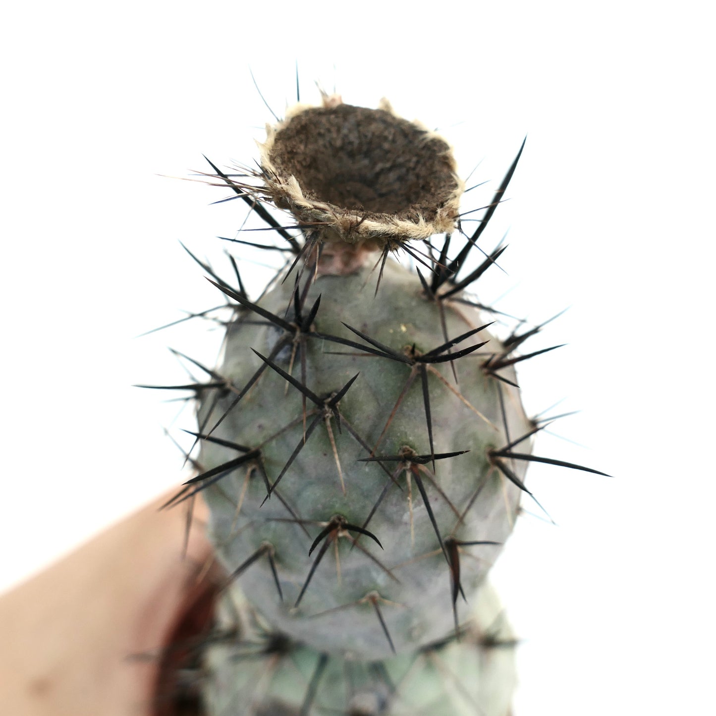 Tephrocactus geometricus BLACK SPINES