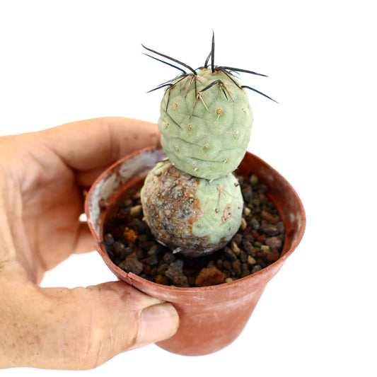 Tephrocactus geometricus BLACK SPINES