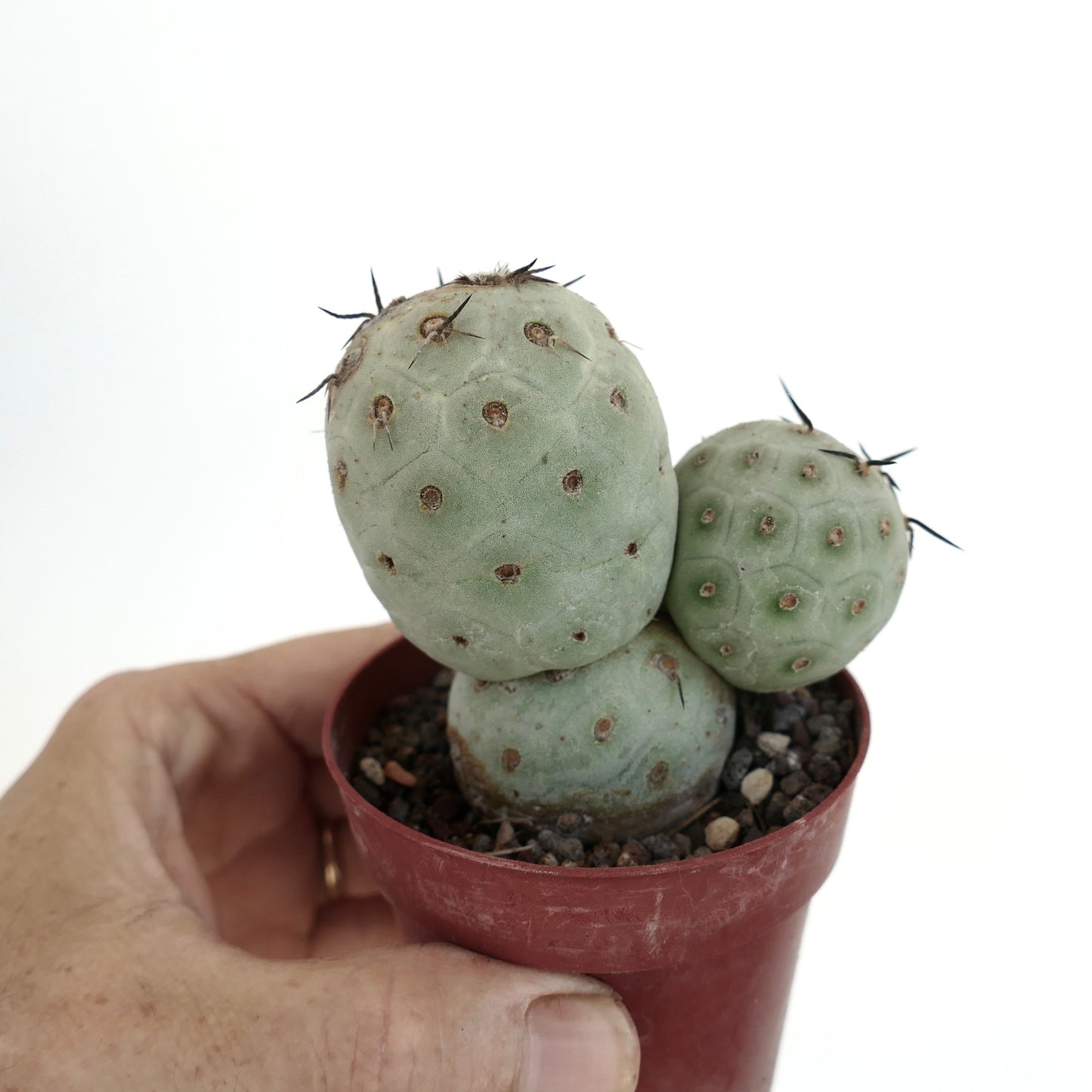 Tephrocactus geometricus