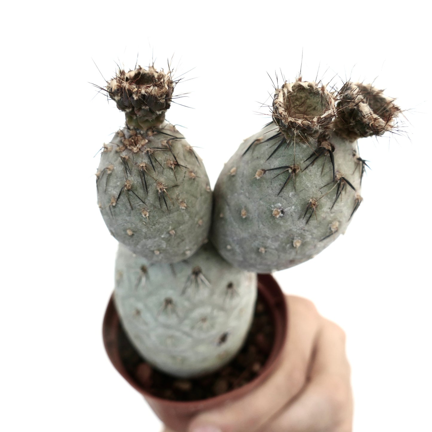 Tephrocactus geometricus BLACK SPINES