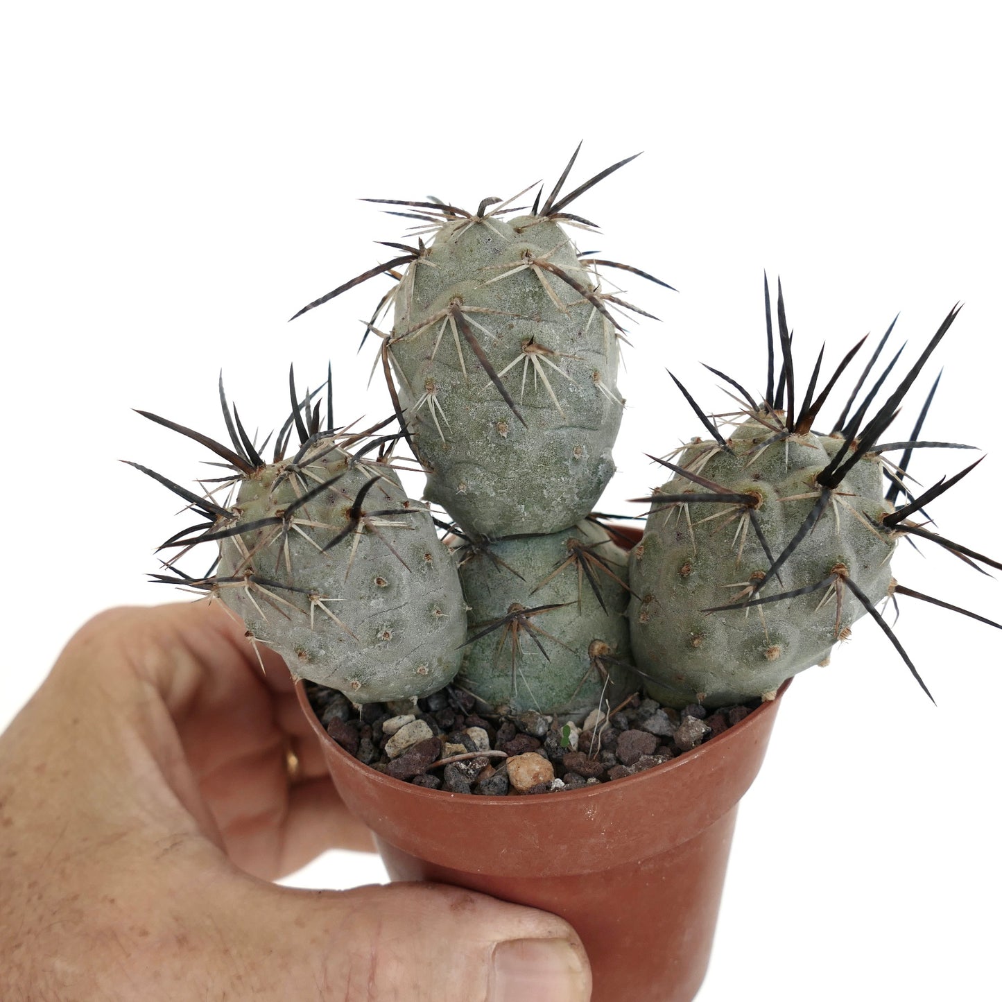 Tephrocactus geometricus BLACK SPINES 3 HEADS