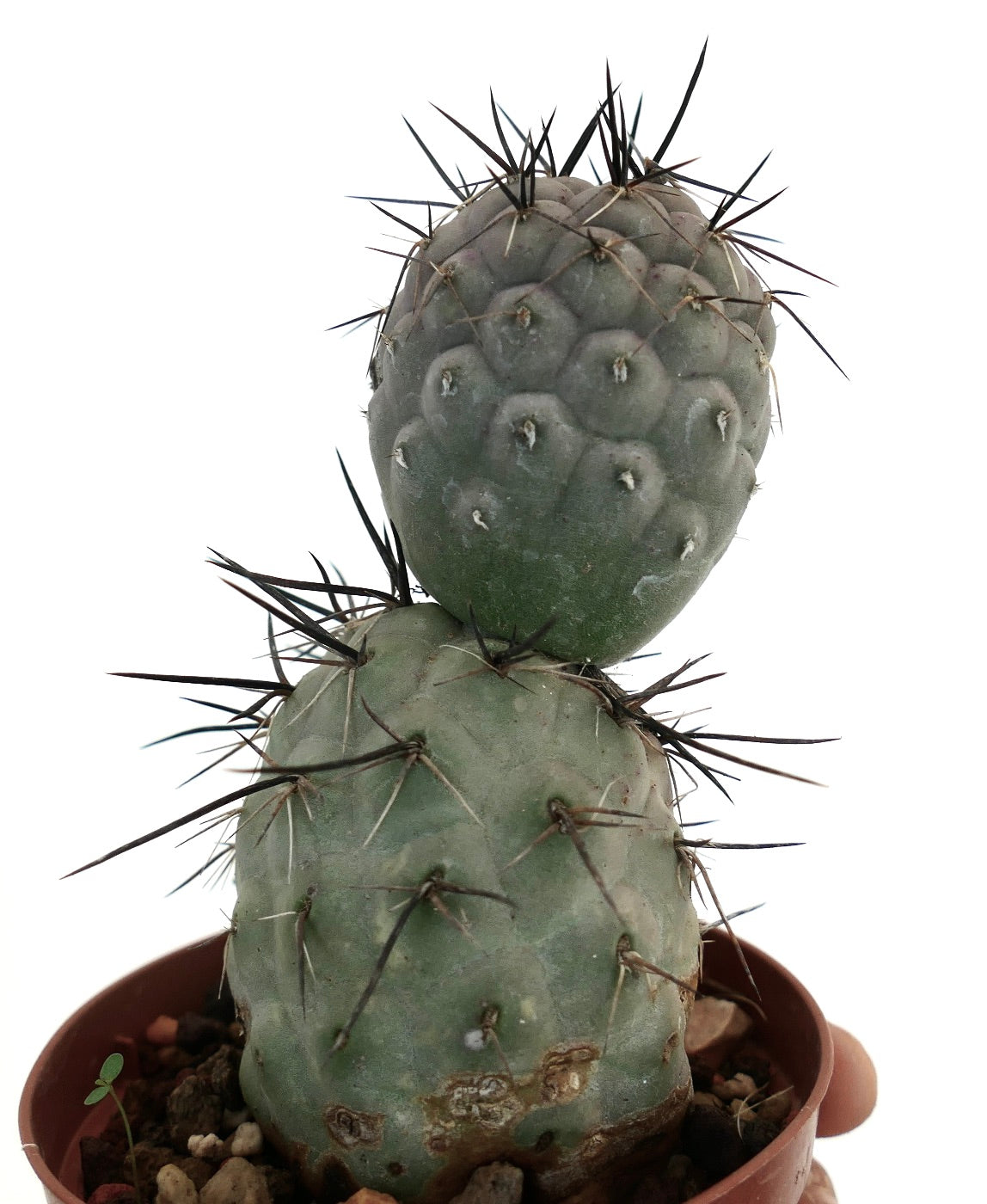 Tephrocactus geometricus BLACK SPINES