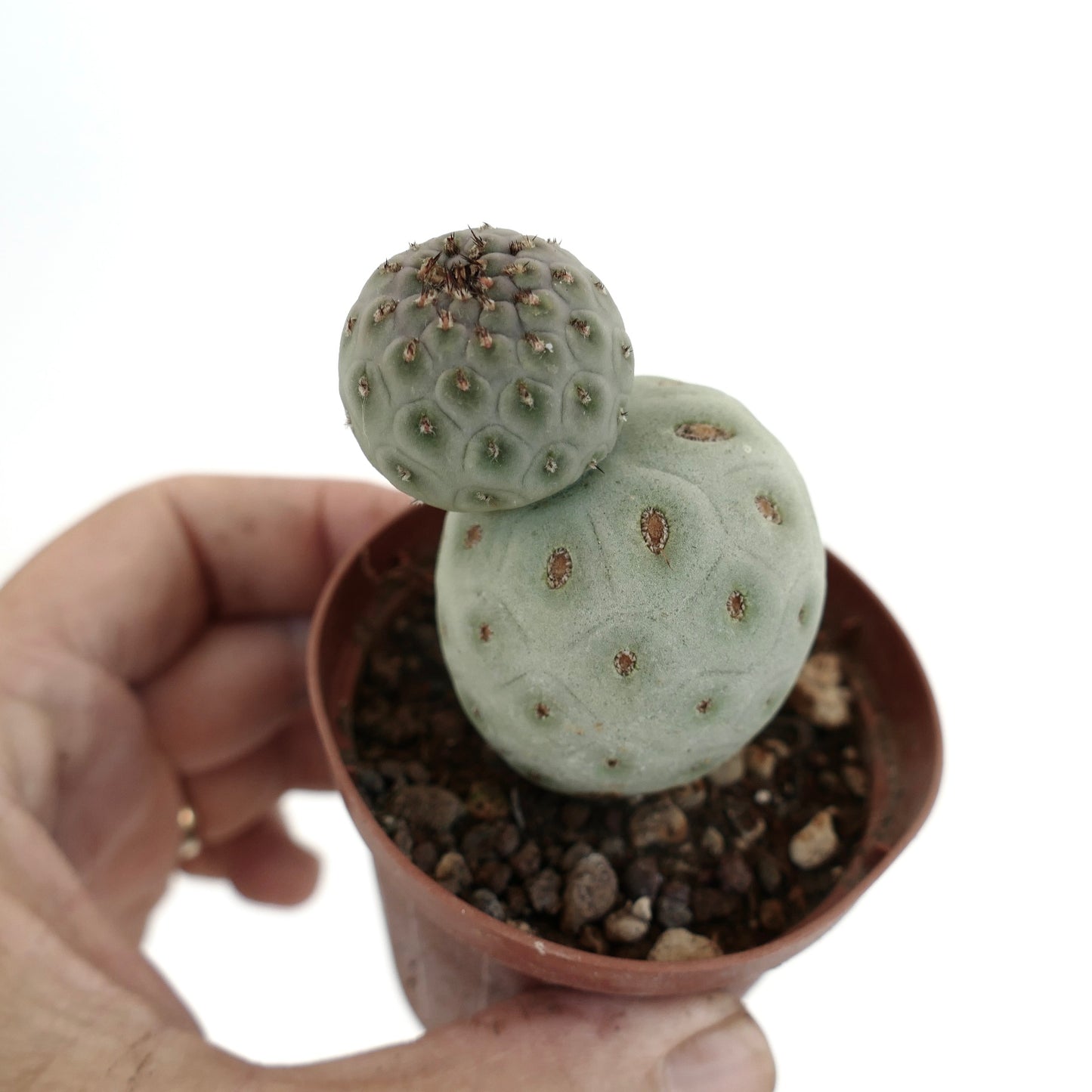 Tephrocactus geometricus