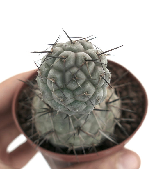 Tephrocactus geometricus BLACK SPINES