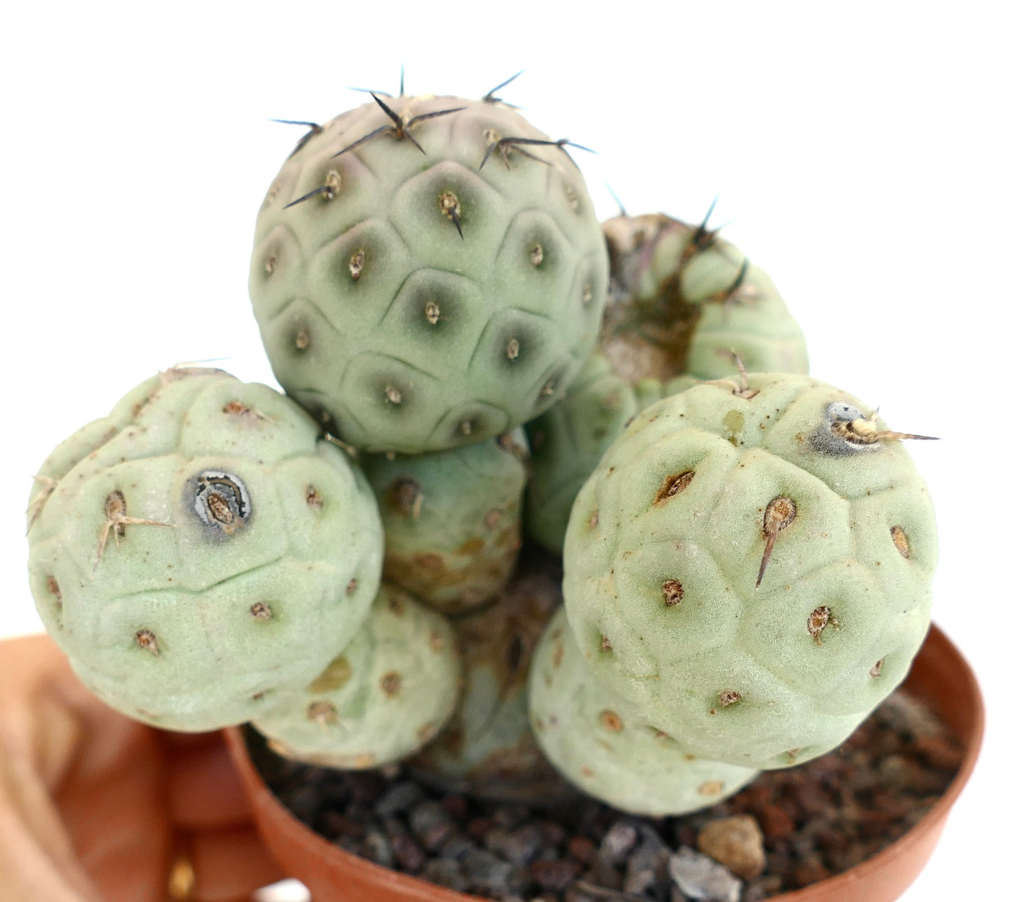 Tephrocactus geometricus 5 HEADS CLUSTER