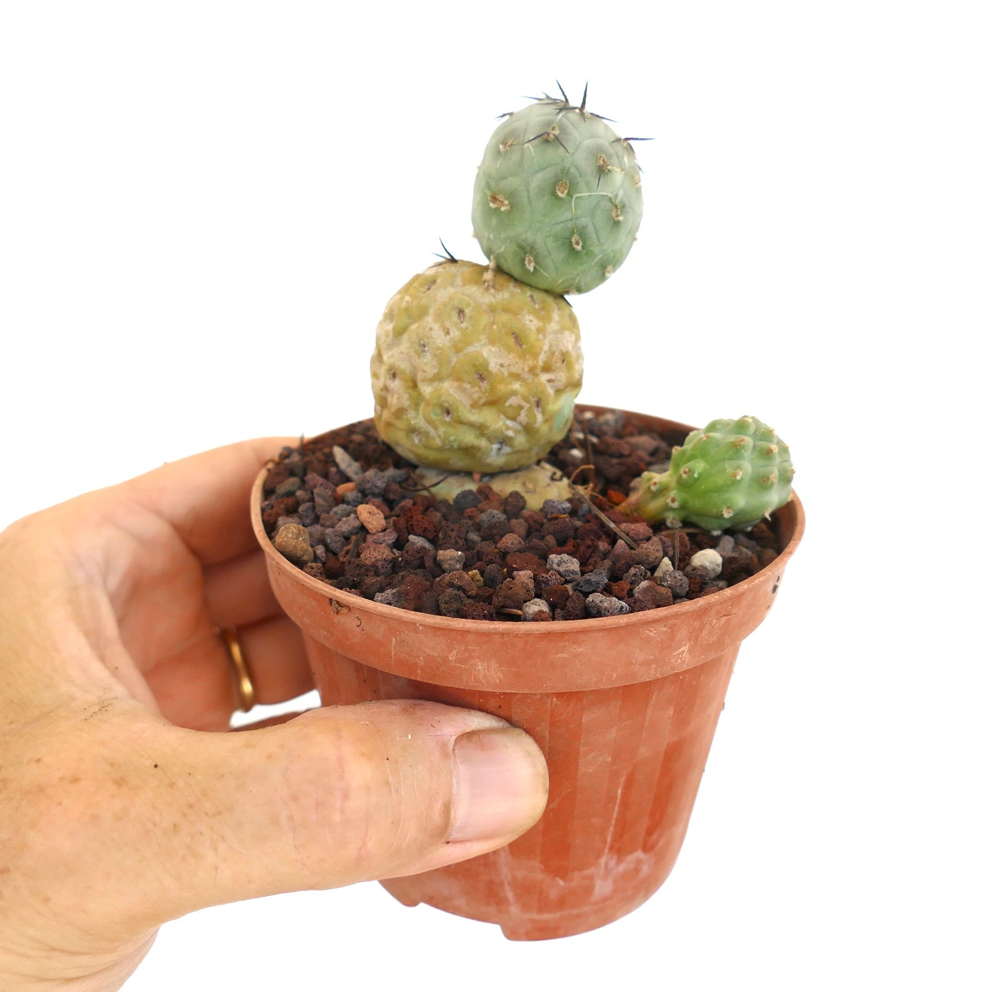 Tephrocactus geometricus BLACK SPINES