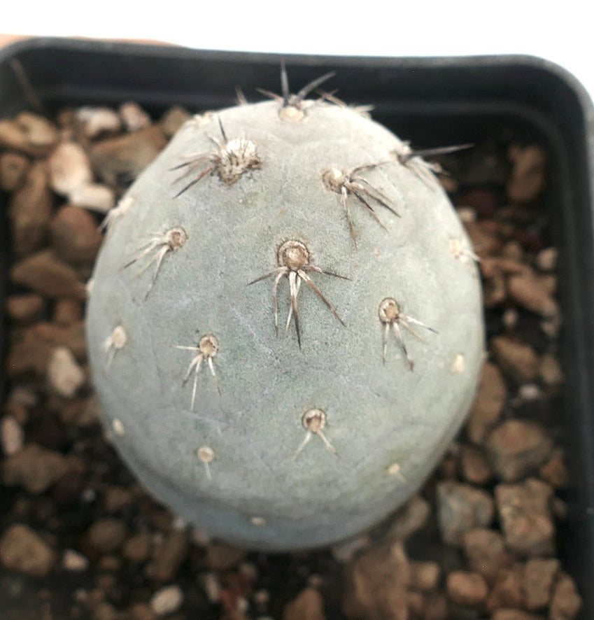 Tephrocactus geometricus