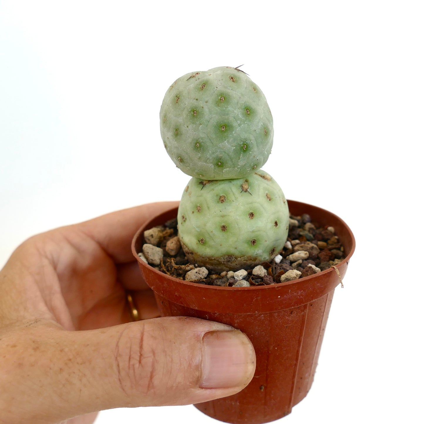 Tephrocactus geometricus