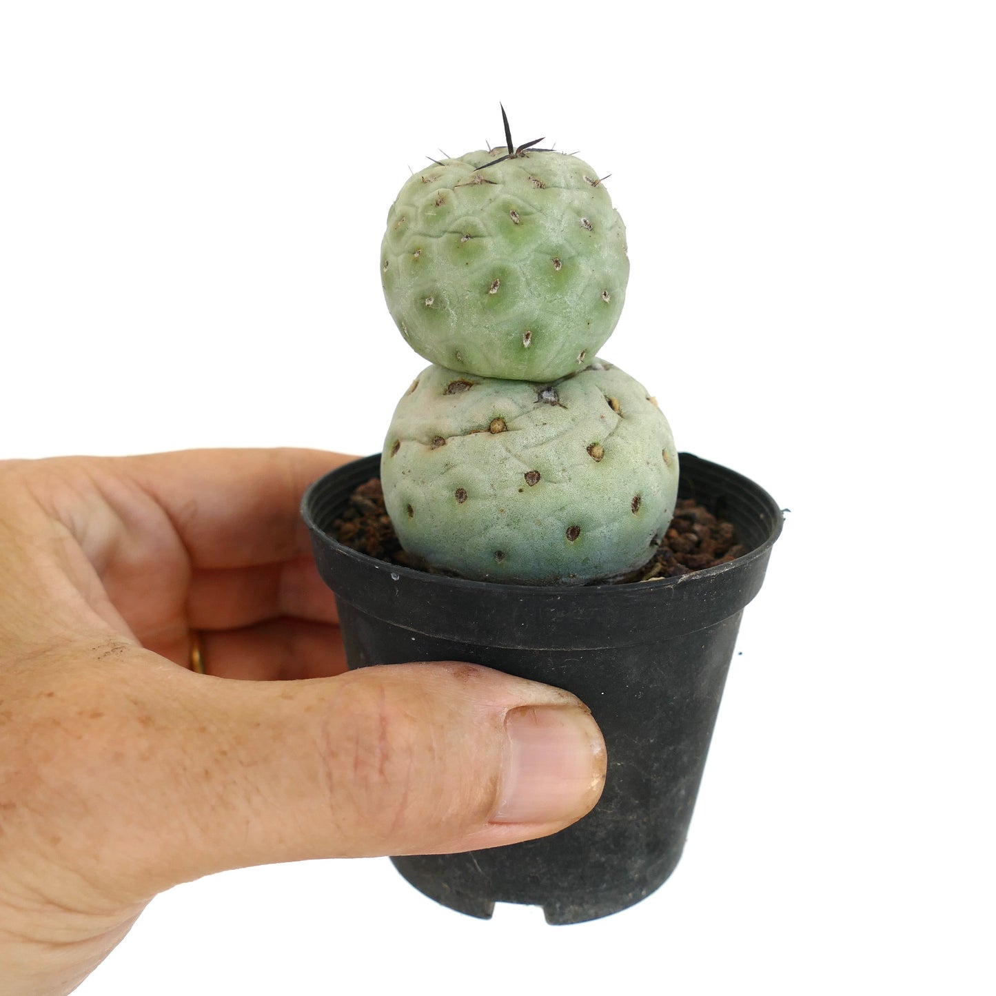 Tephrocactus geometricus BLACK SPINES