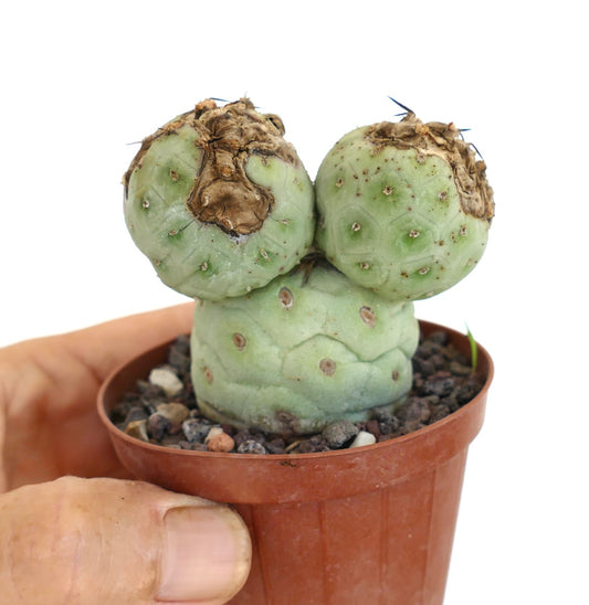 Tephrocactus geometricus