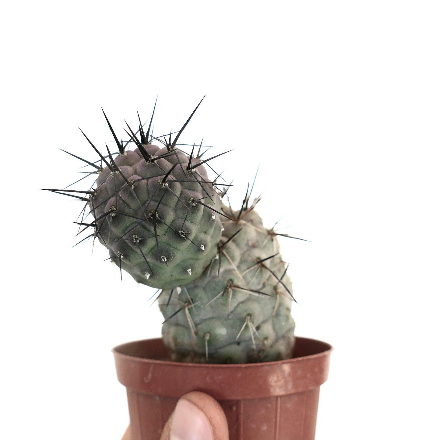 Tephrocactus geometricus BLACK SPINES