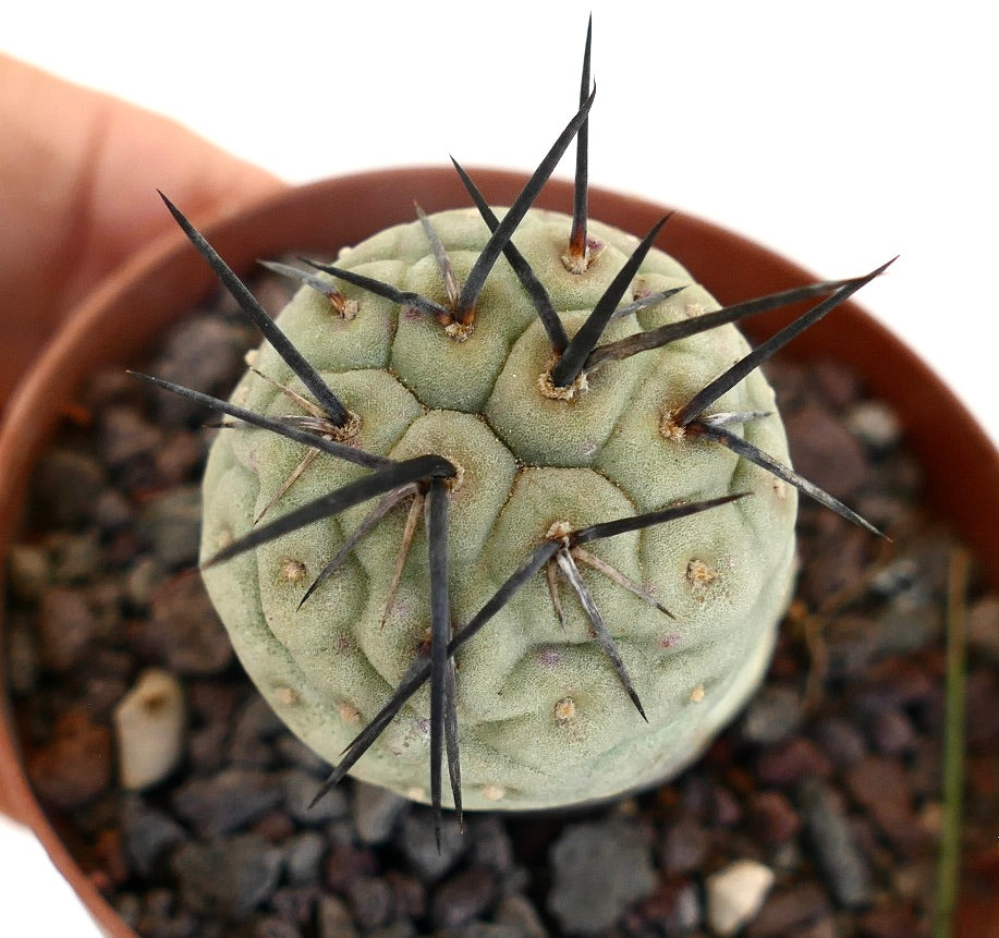 Tephrocactus geometricus BLACK SPINES