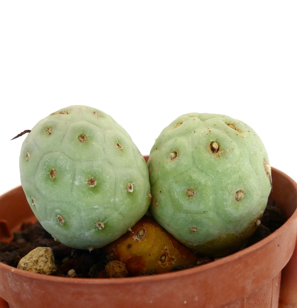 Tephrocactus geometricus