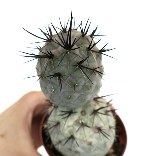 Tephrocactus geometricus BLACK SPINES