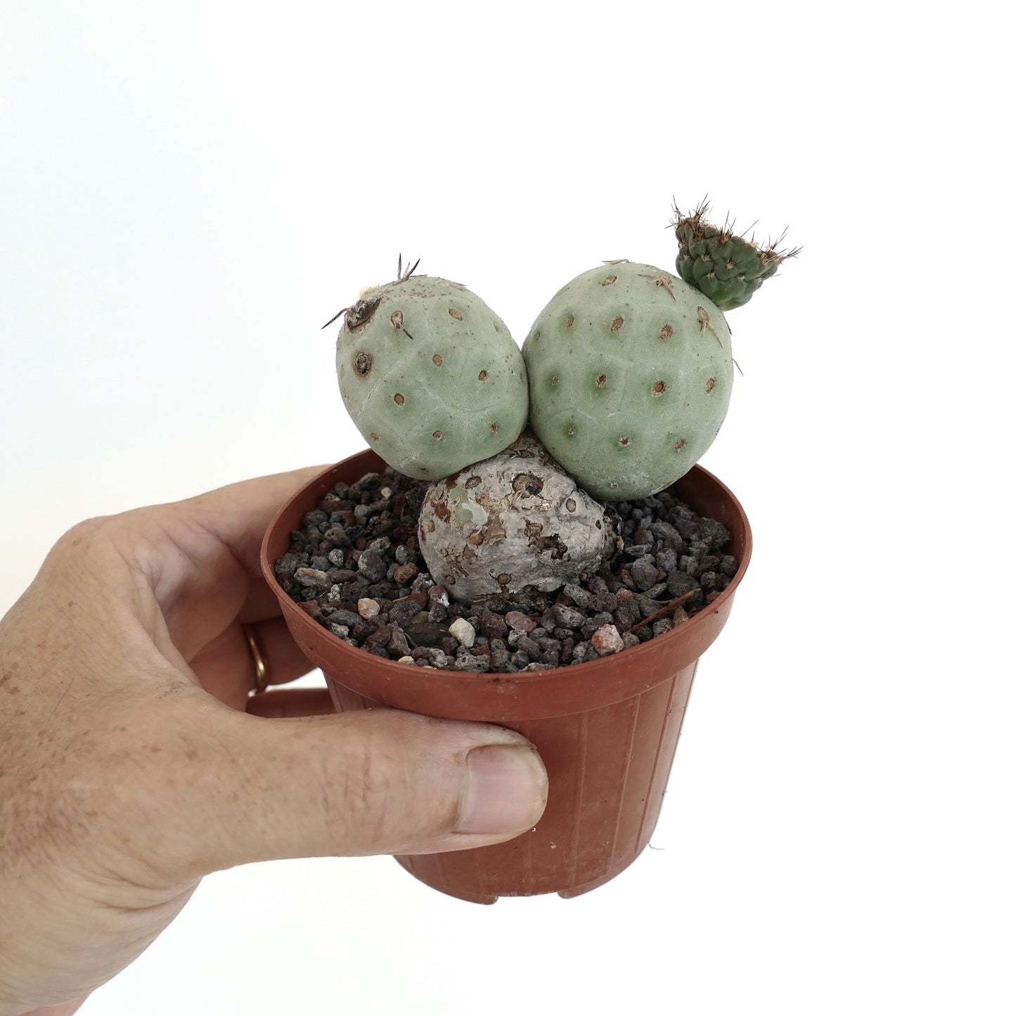 Tephrocactus geometricus