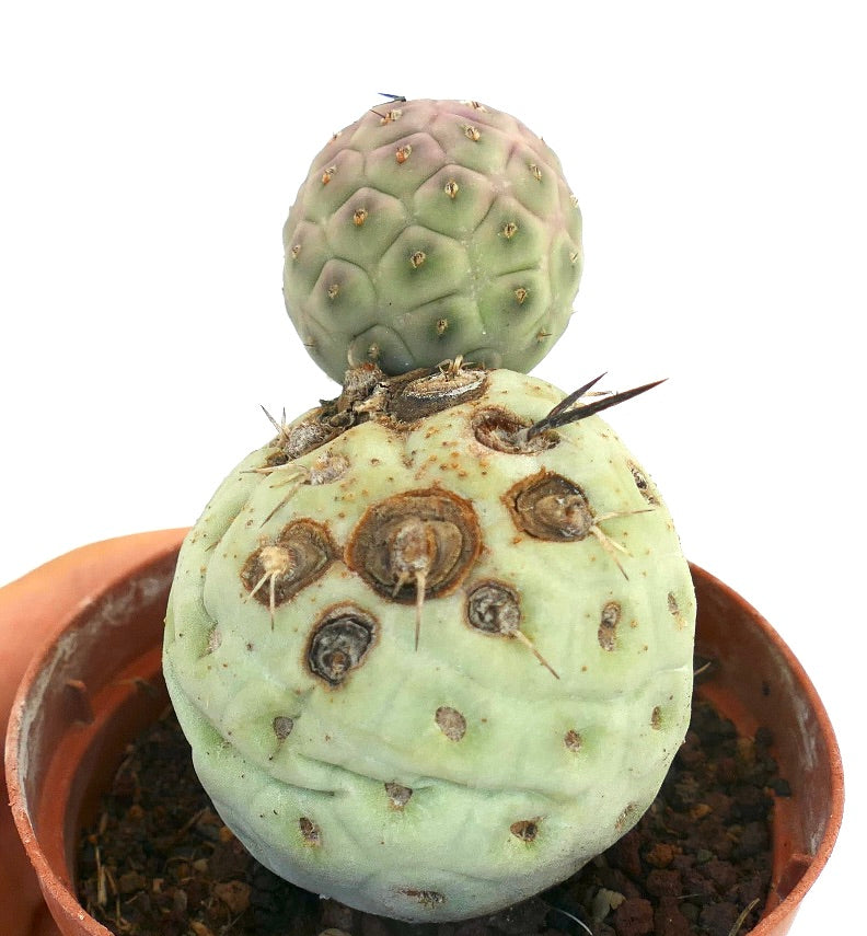 Tephrocactus geometricus BLACK SPINES