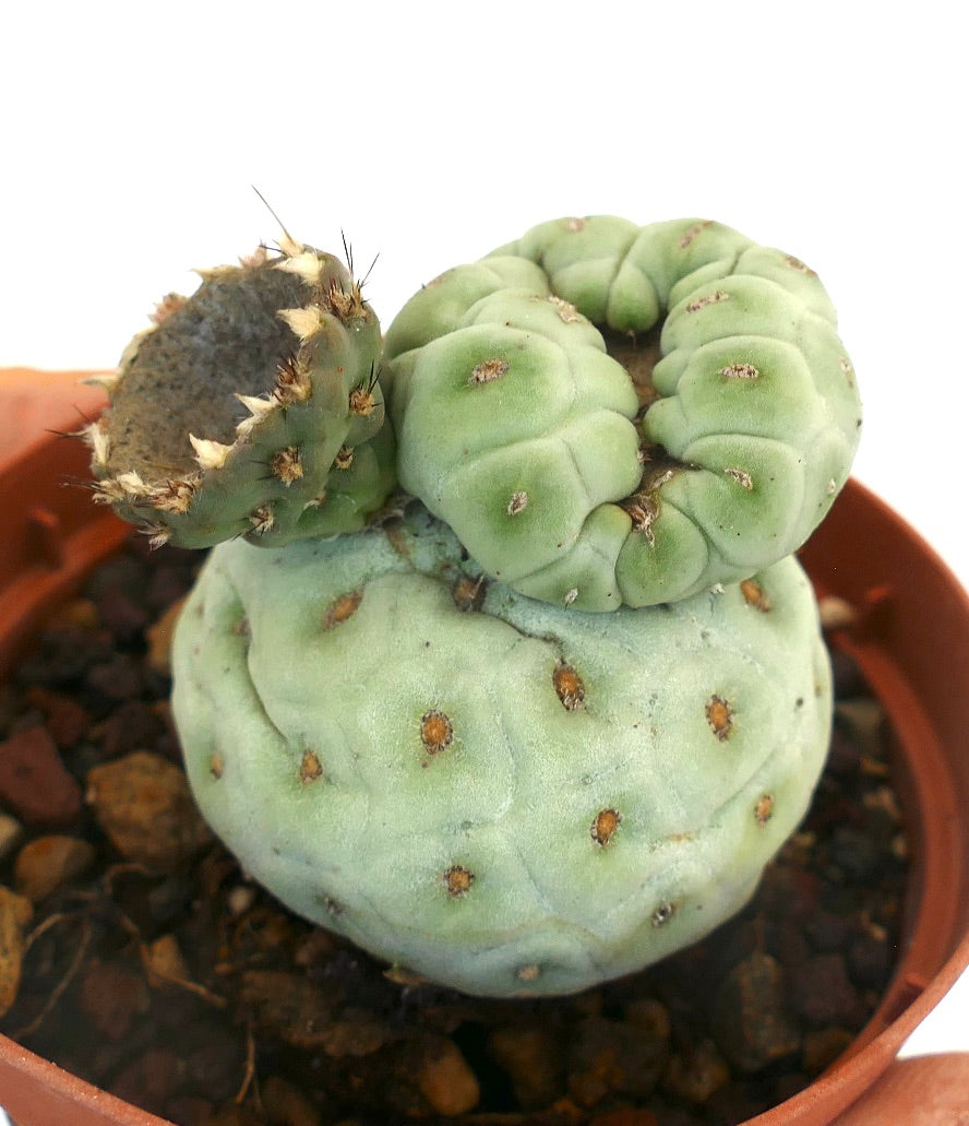 Tephrocactus geometricus