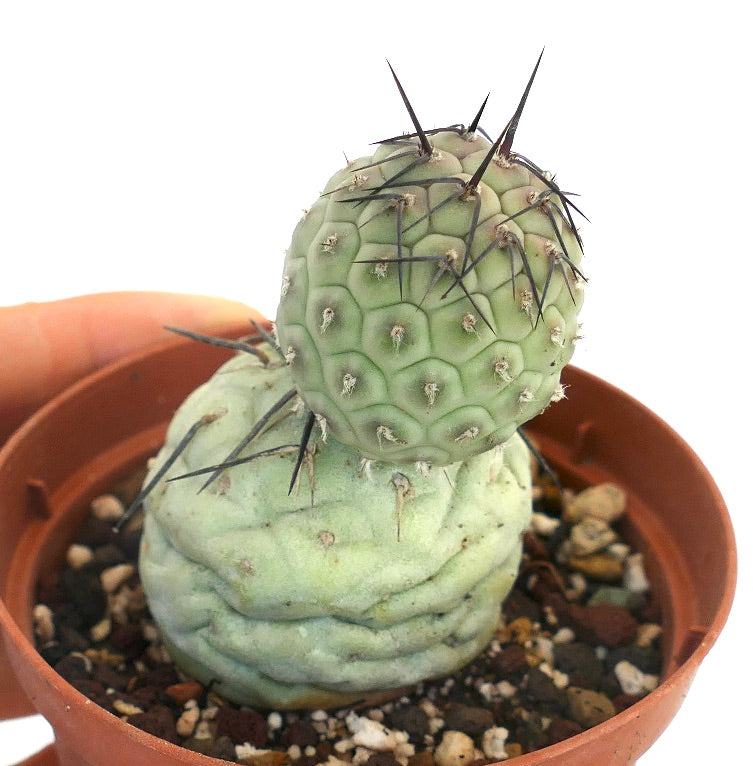 Tephrocactus geometricus BLACK SPINES