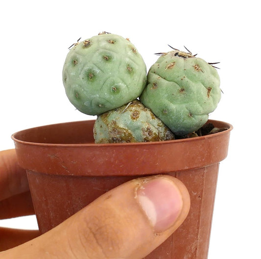 Tephrocactus geometricus