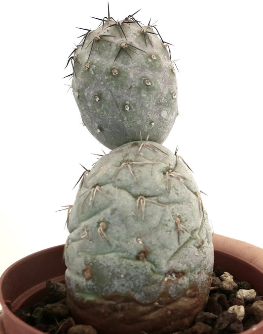 Tephrocactus geometricus BLACK SPINES