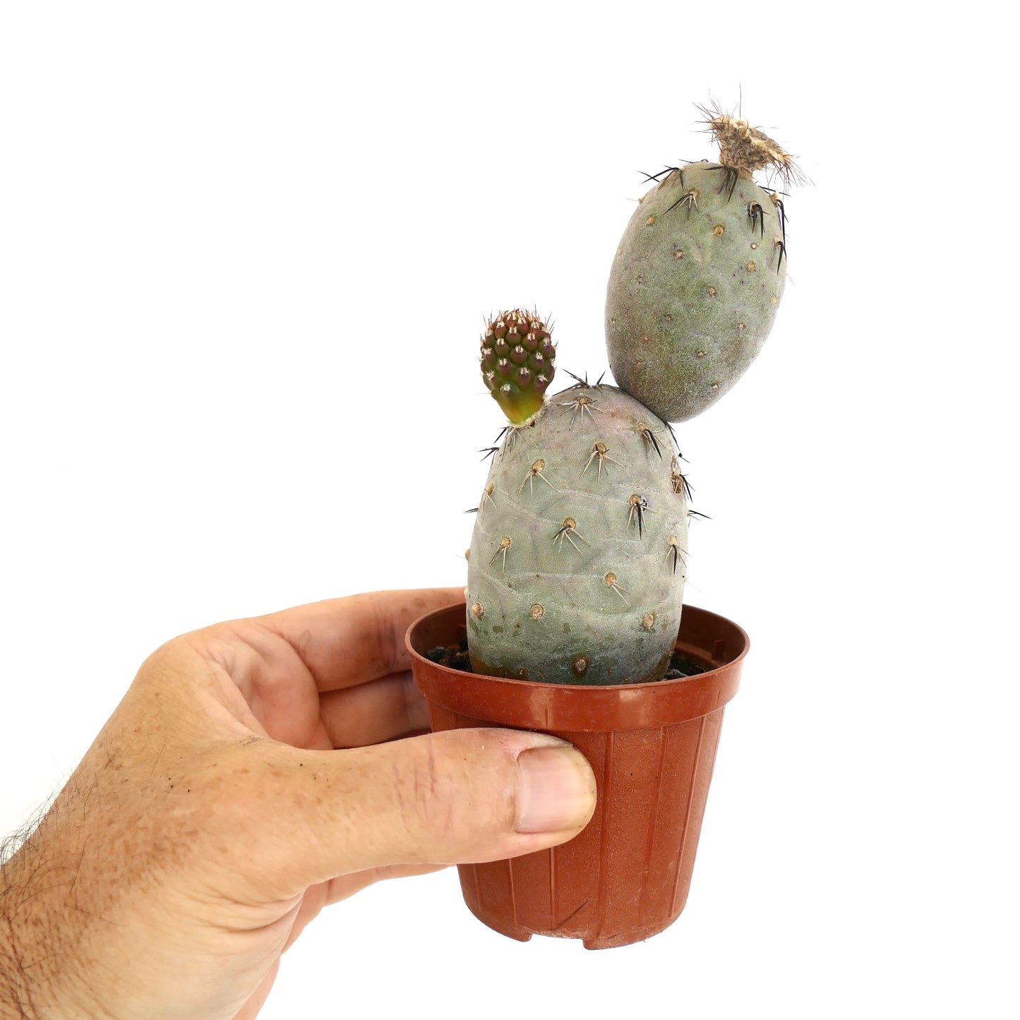 Tephrocactus geometricus BLACK SPINES