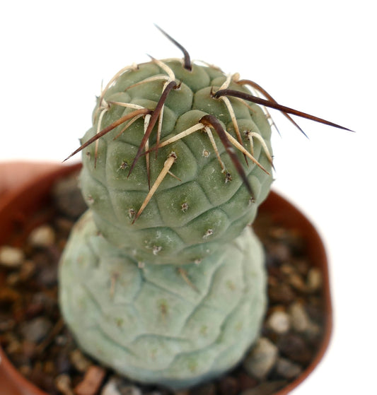 Tephrocactus geometricus WHITE AND BROWN SPINES