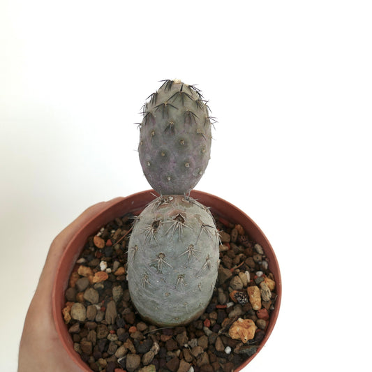 Tephrocactus geometricus BLACK SPINES