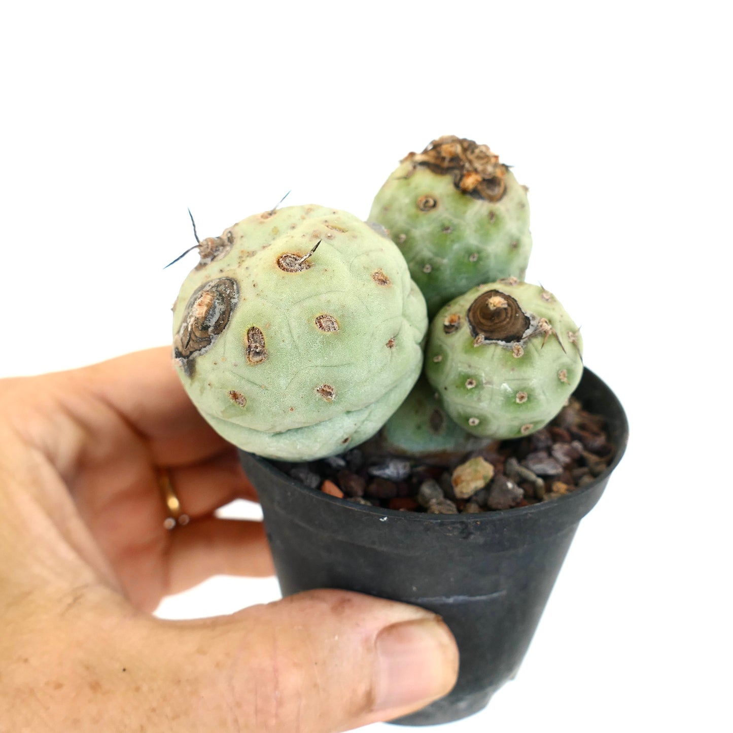 Tephrocactus geometricus