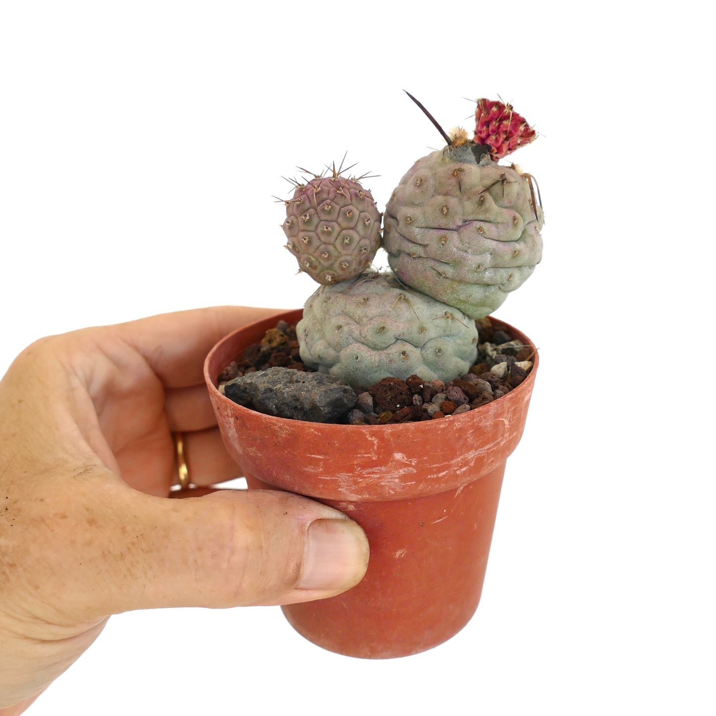 Tephrocactus geometricus BROWN SPINES