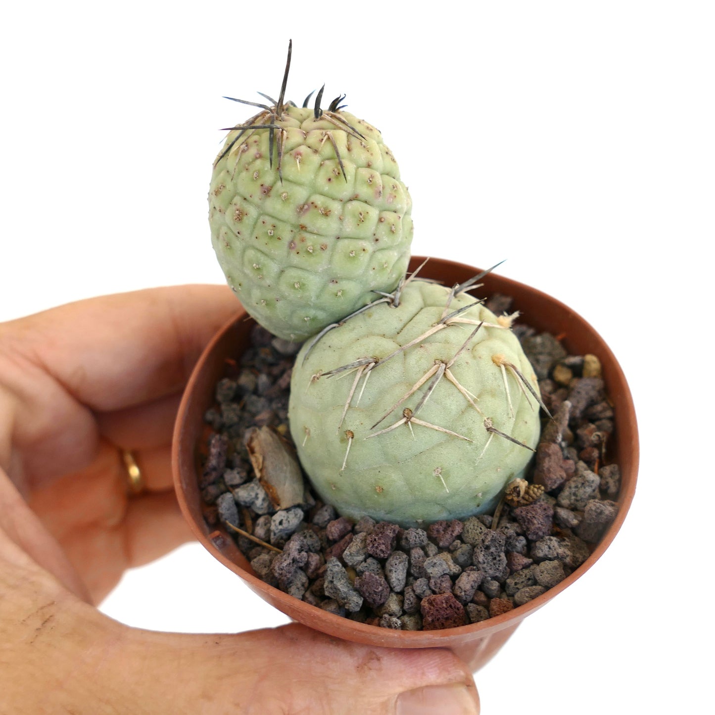 Tephrocactus geometricus BLACK SPINES