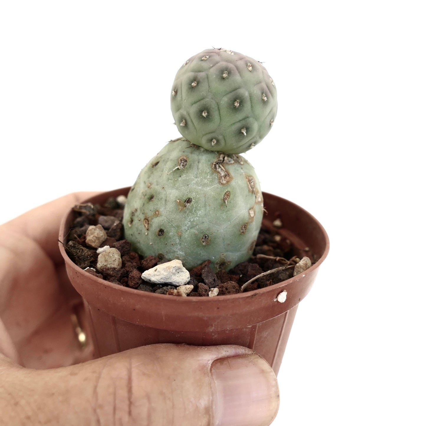 Tephrocactus geometricus