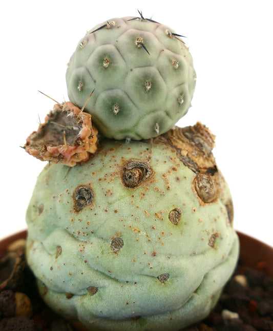 Tephrocactus geometricus