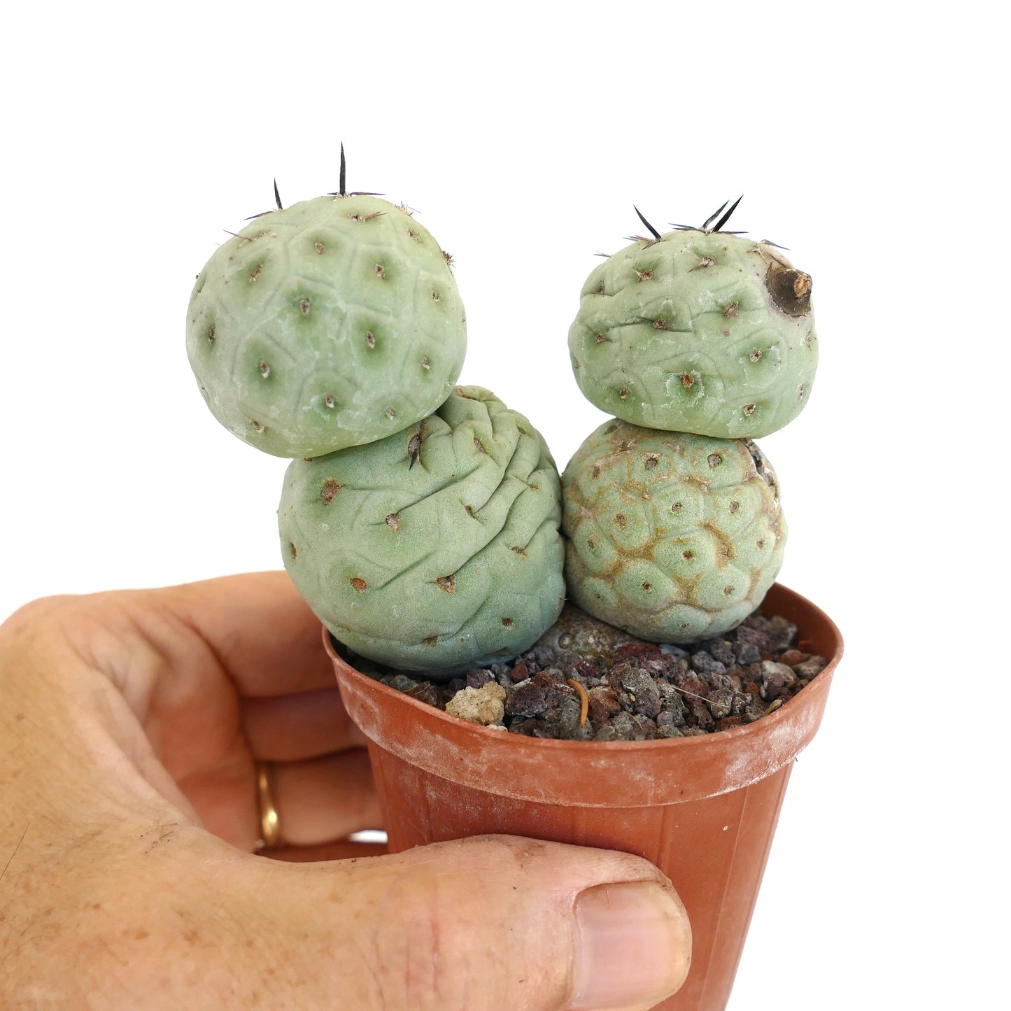 Tephrocactus geometricus BLACK SPINES