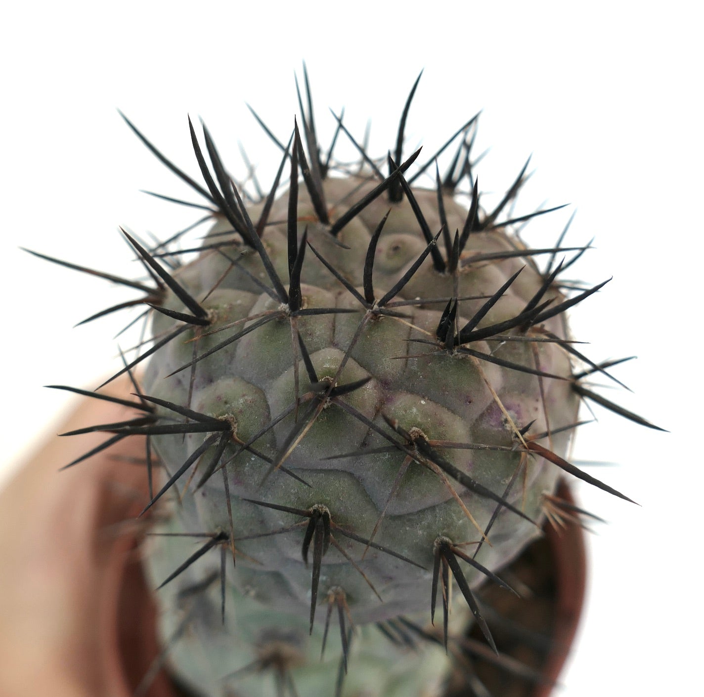 Tephrocactus geometricus BLACK SPINES