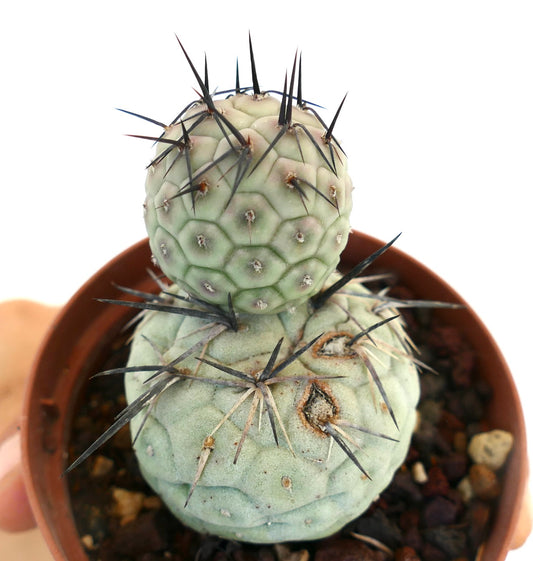 Tephrocactus geometricus BLACK SPINES