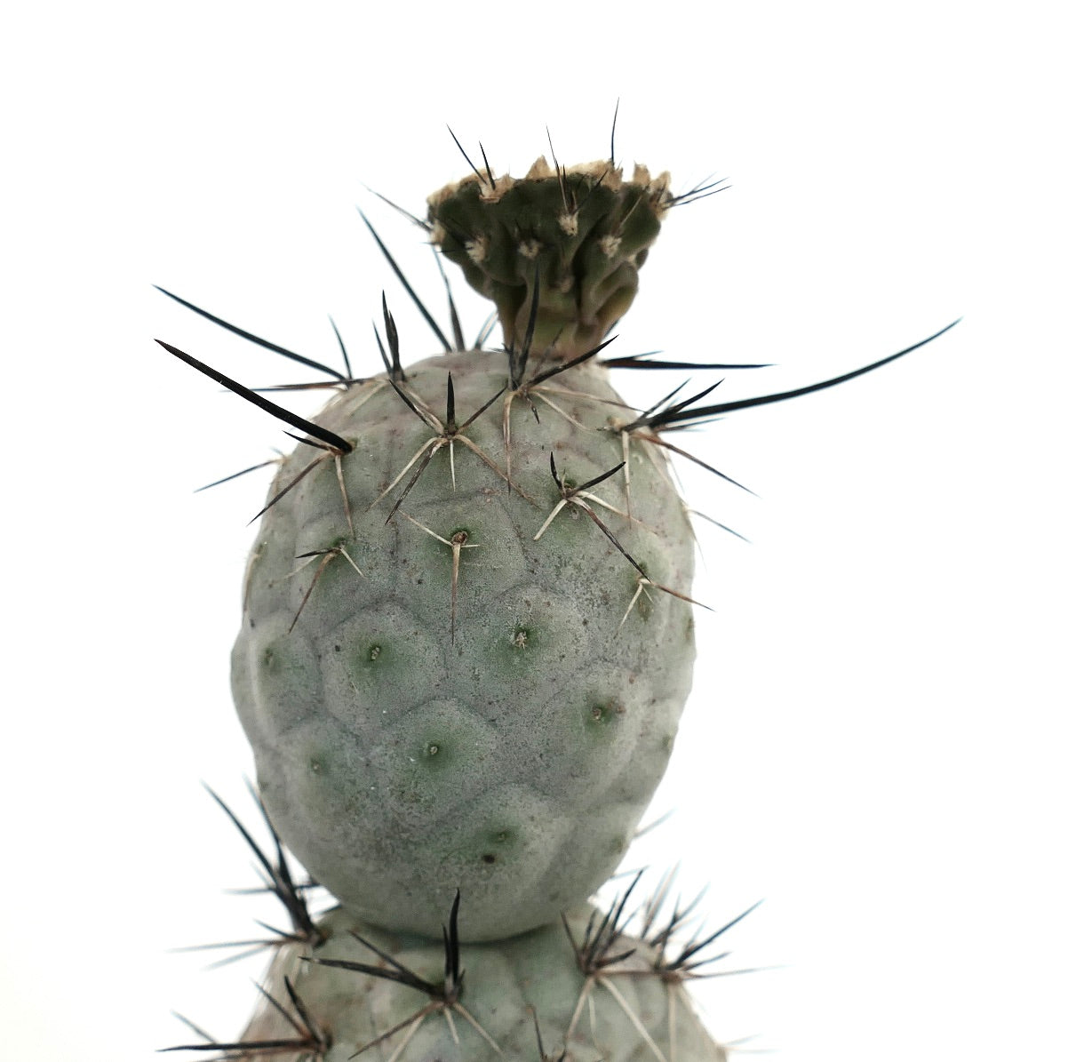 Tephrocactus geometricus BLACK SPINES