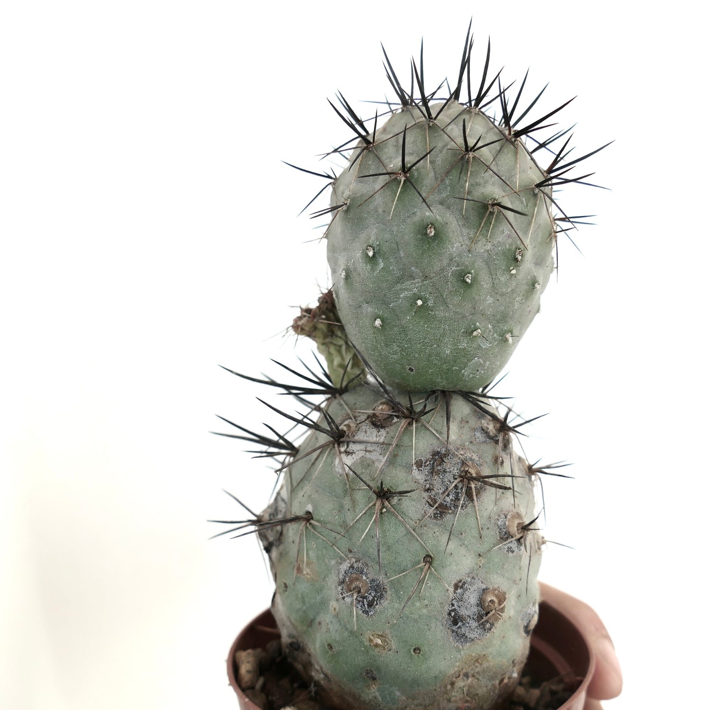 Tephrocactus geometricus BLACK SPINES