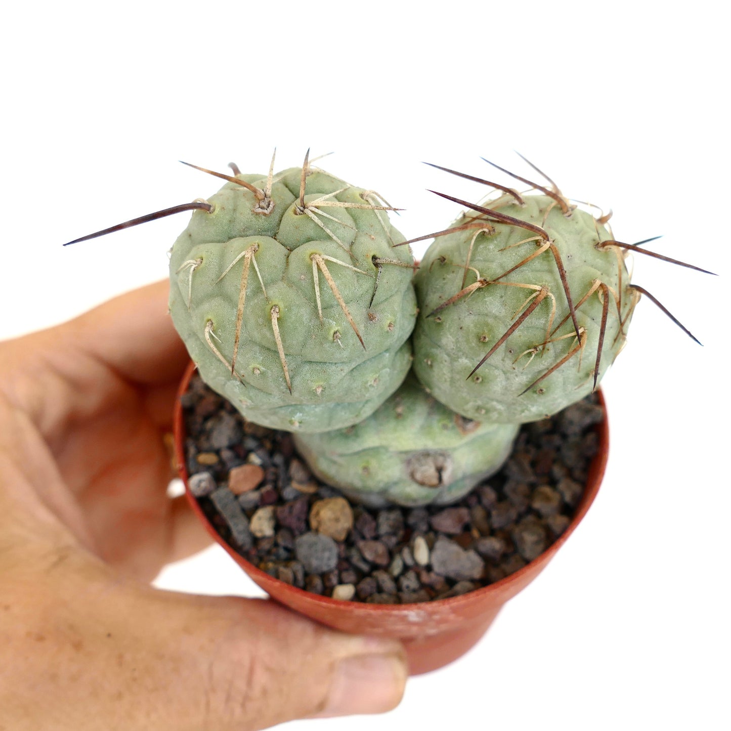 Tephrocactus geometricus BROWN SPINES