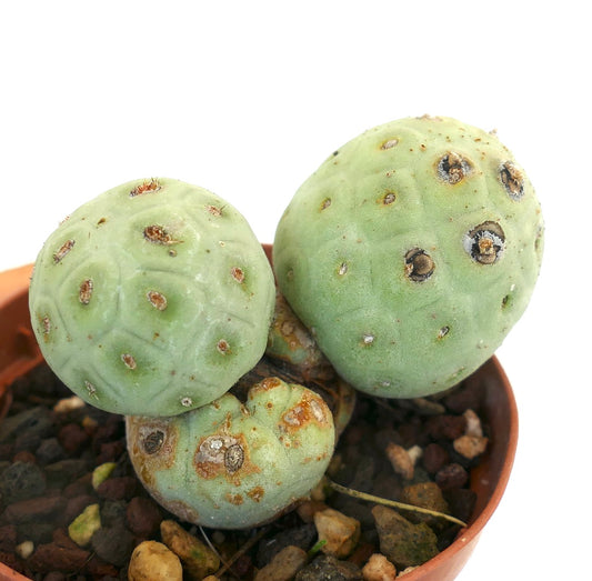 Tephrocactus geometricus