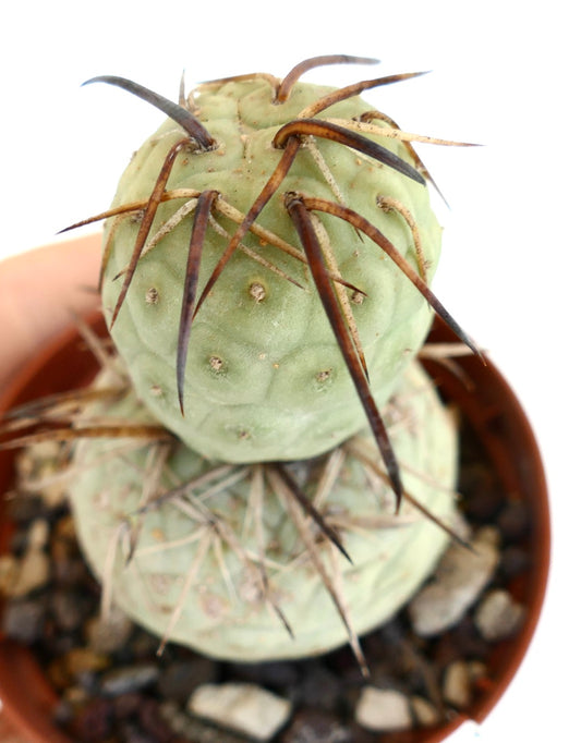 Tephrocactus geometricus BROWN SPINES