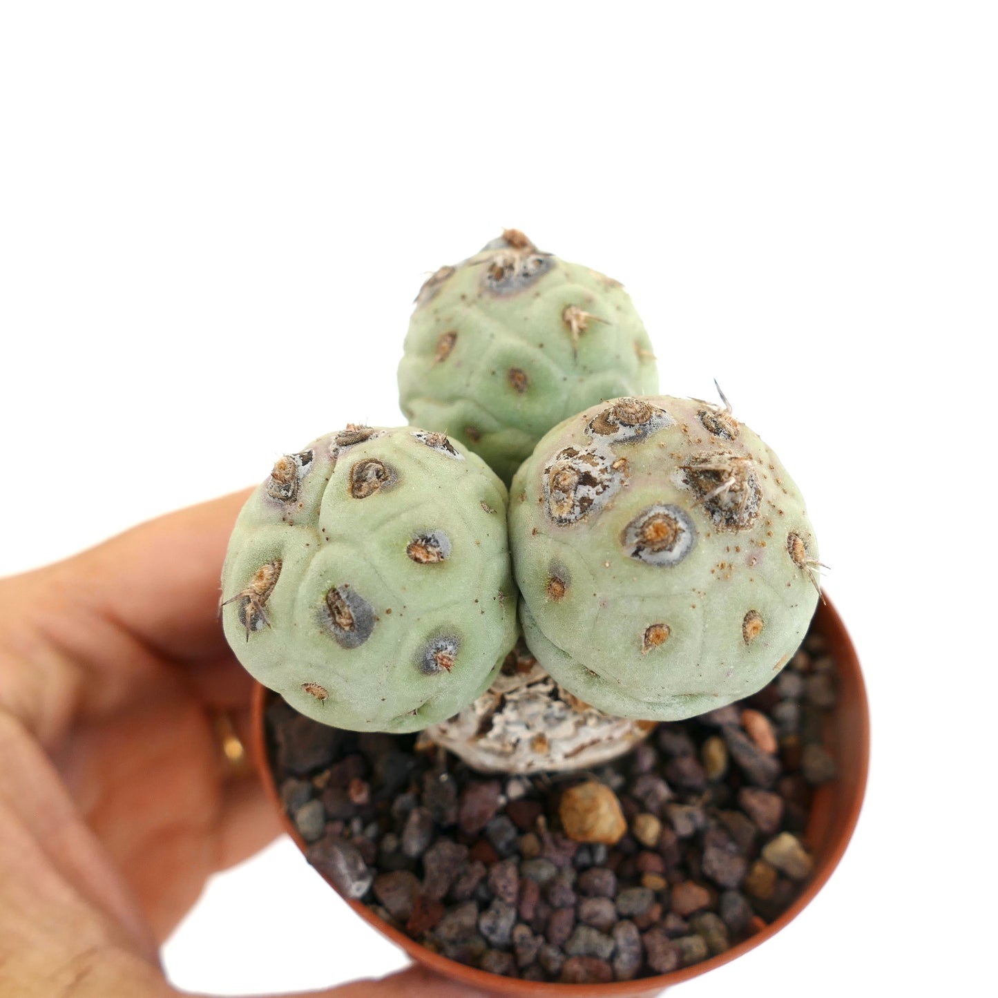 Tephrocactus geometricus