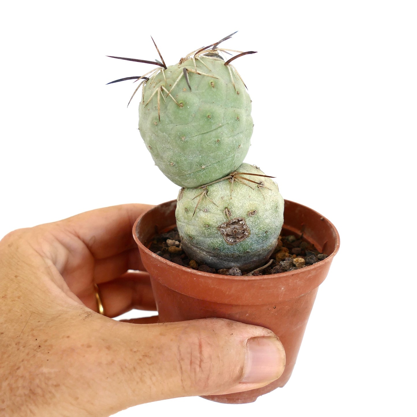 Tephrocactus geometricus BROWN SPINES