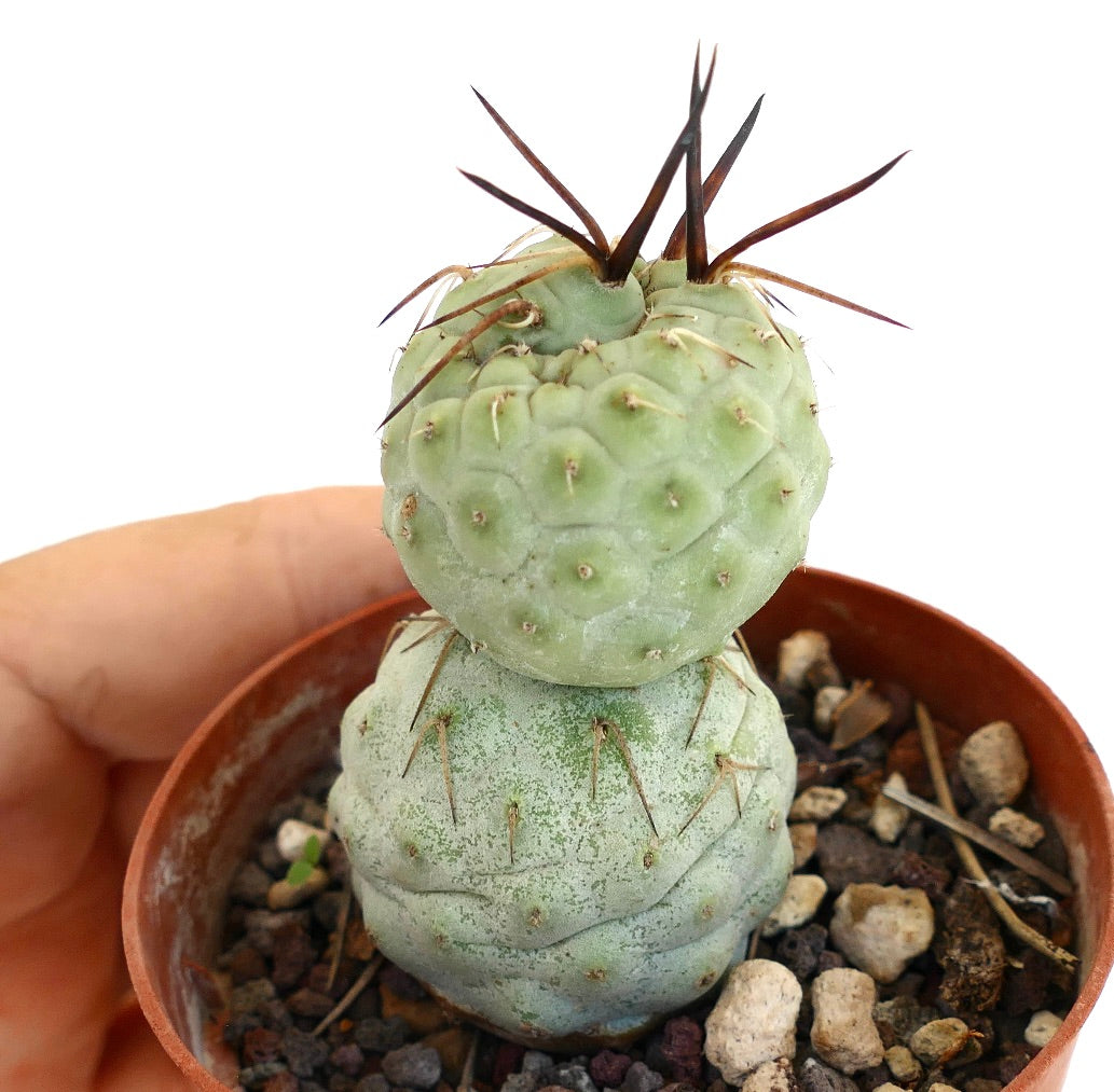 Tephrocactus geometricus BROWN SPINES